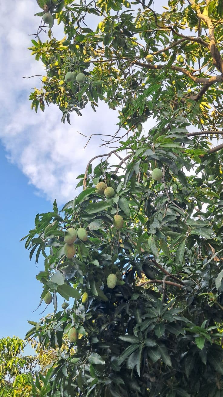 Valsadi Kesar mango orchard in Valsad, Gujarat