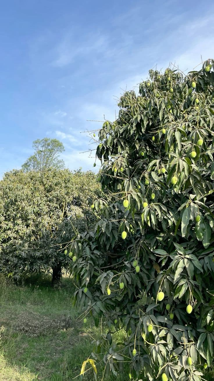 Kesar mangoes growing on trees in a Gujarat orchard
