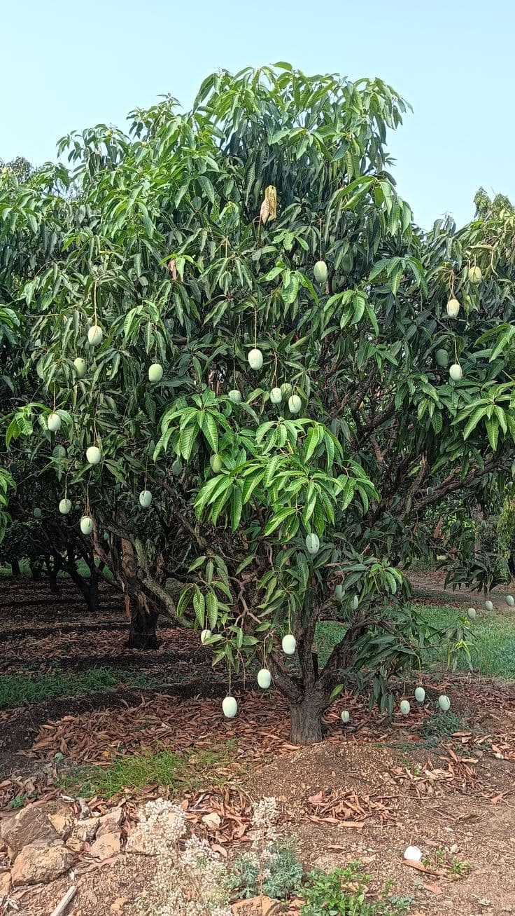 Hand sorting orchard-direct mangoes for Pakaam dispatch