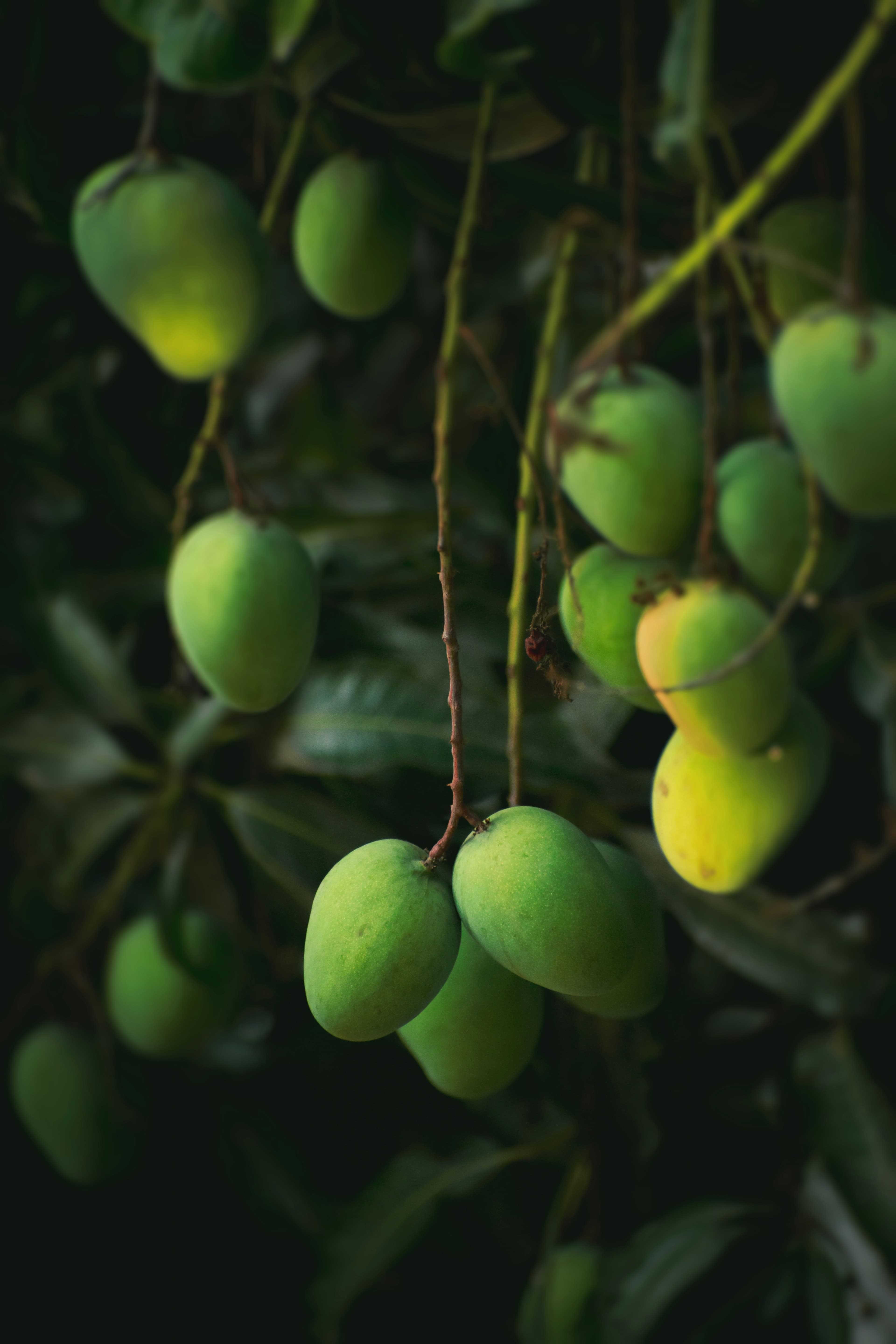 Fresh Valsadi Kesar mangoes hanging in a Pakaam orchard in Valsad, Gujarat